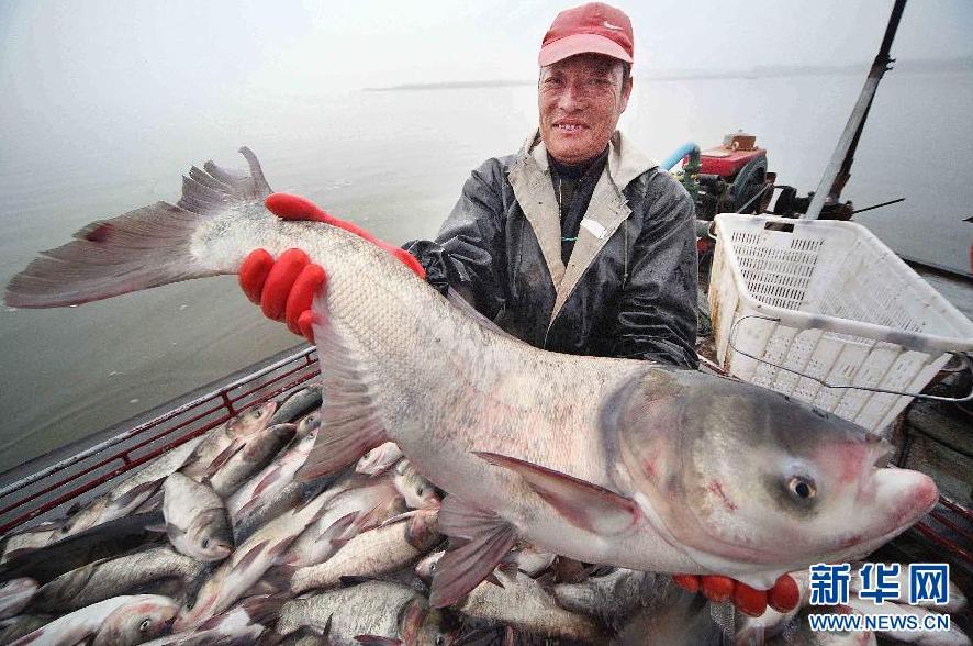 月21日,江苏省赣榆县塔山镇养殖户展示捕捞的一条重达13公斤的大鲢鱼