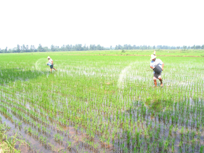 首页 粮油 水稻 产品信息 > 金水泉 黑尚金 甲等甲稻花香大米